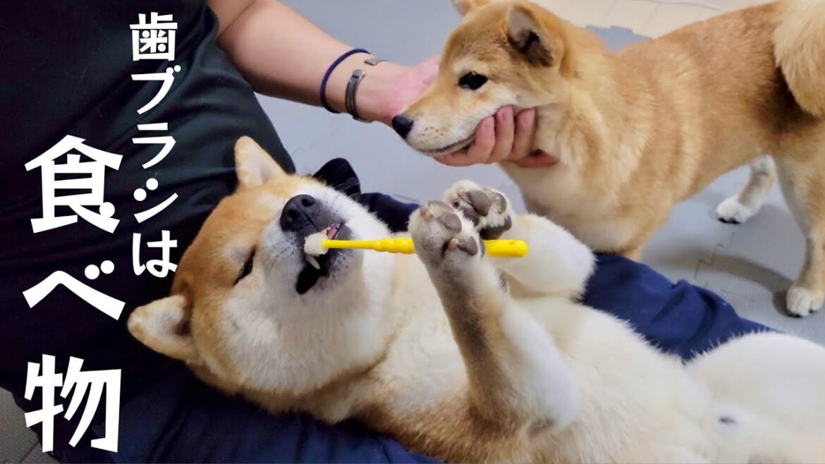 １人で歯磨きに挑戦する柴犬と妨害しようとする豆柴
