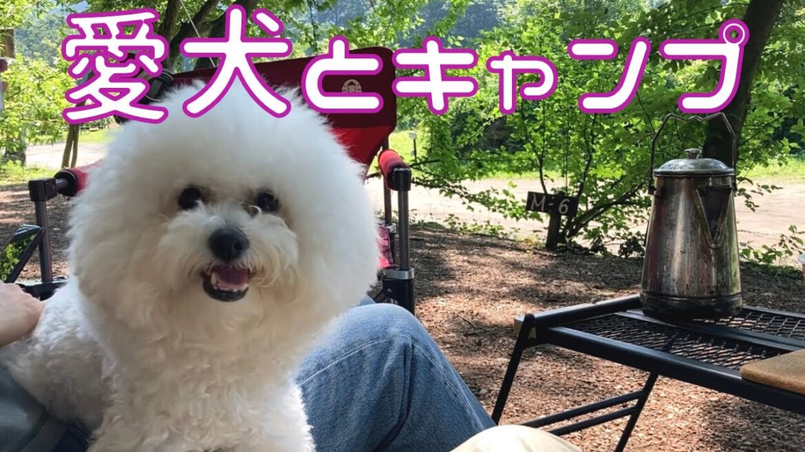 ビションフリーゼと行くキャンプ　犬連れキャンプの1日