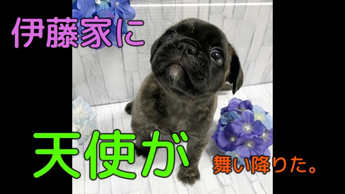 ドキドキのお迎え初日。フレンチパグが天使すぎて昇天した。
