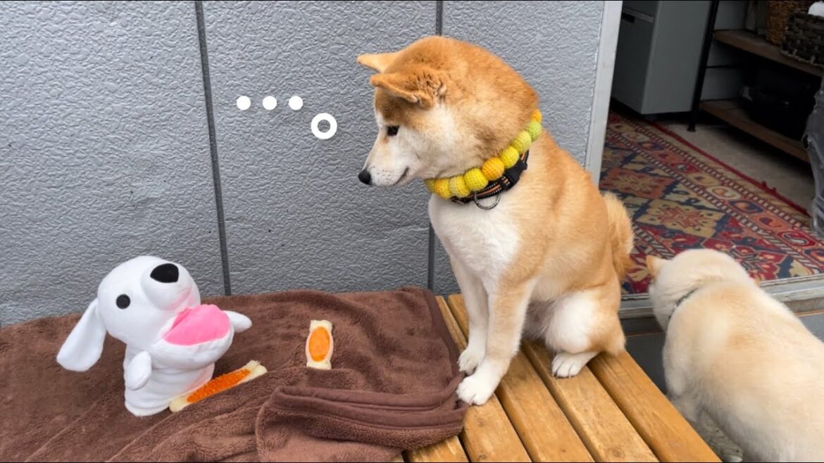 あのキーワードでヘンな空気が流れる柴犬が可愛すぎて許しちゃいましたｗ