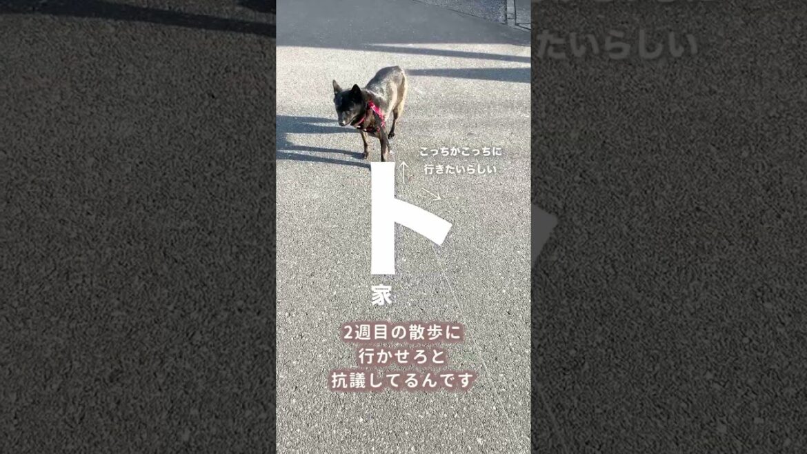 【甲斐犬】まだ家に帰りたくない犬のワガママが可愛すぎる！