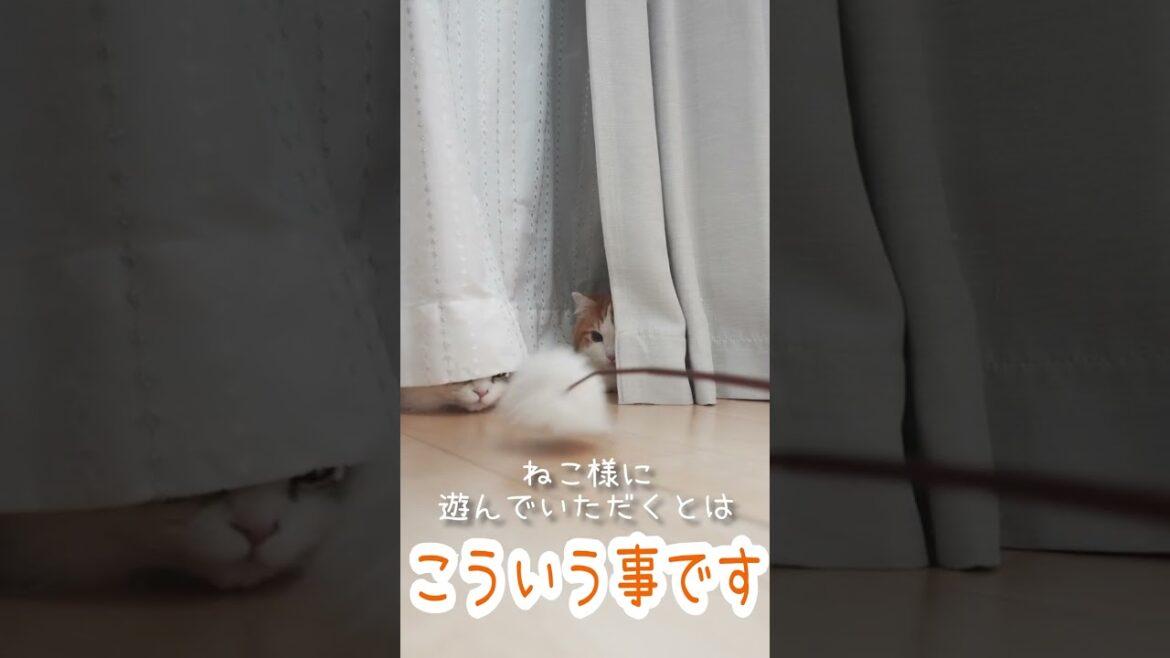 マンチカン様とミヌエット様に遊んでいただきました