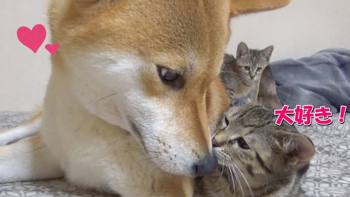 柴犬の事が好きすぎで寝ている横で甘える子猫--Kitten fawn beside the Shiba Inu--
