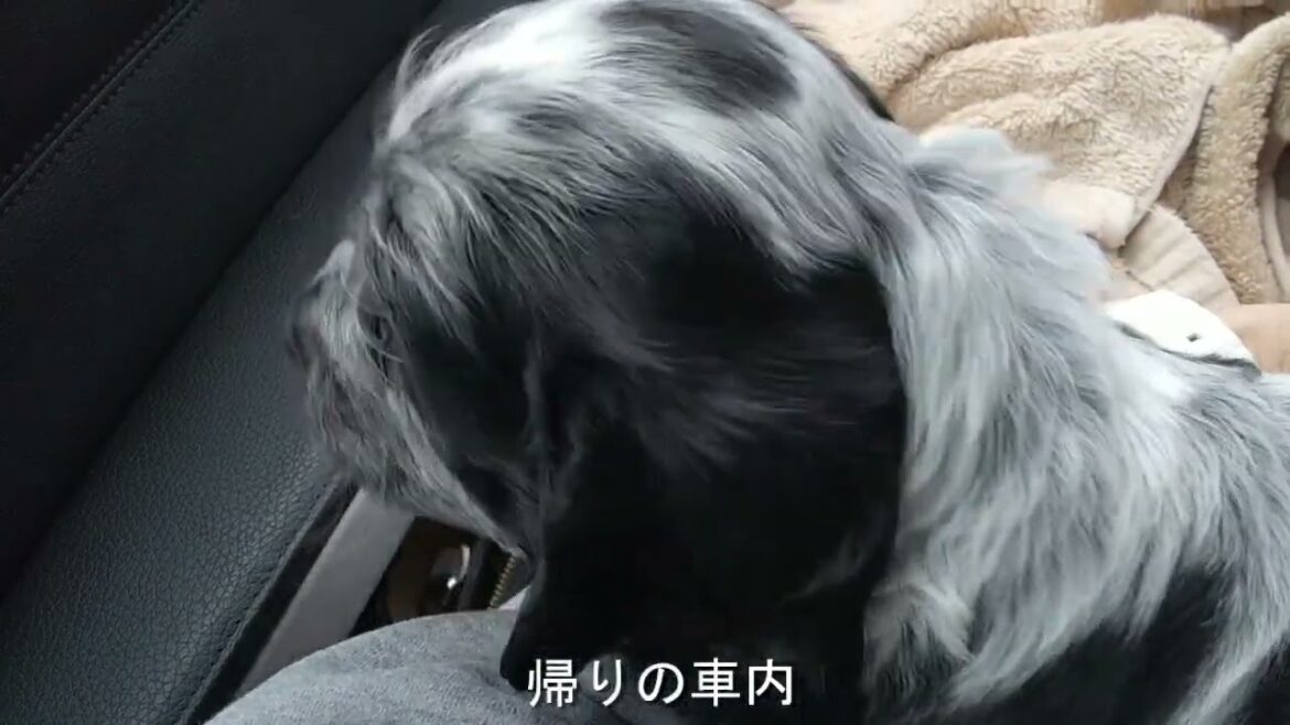 イングリッシュコッカー チャーリーお迎え日