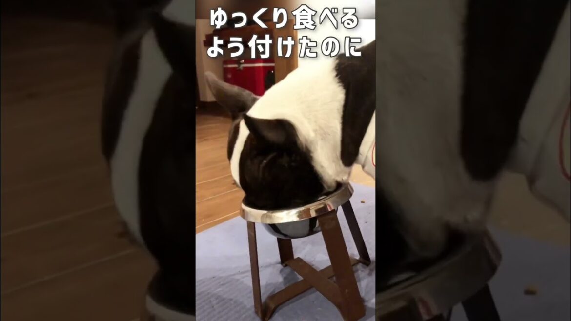 ボストンテリアきいろ