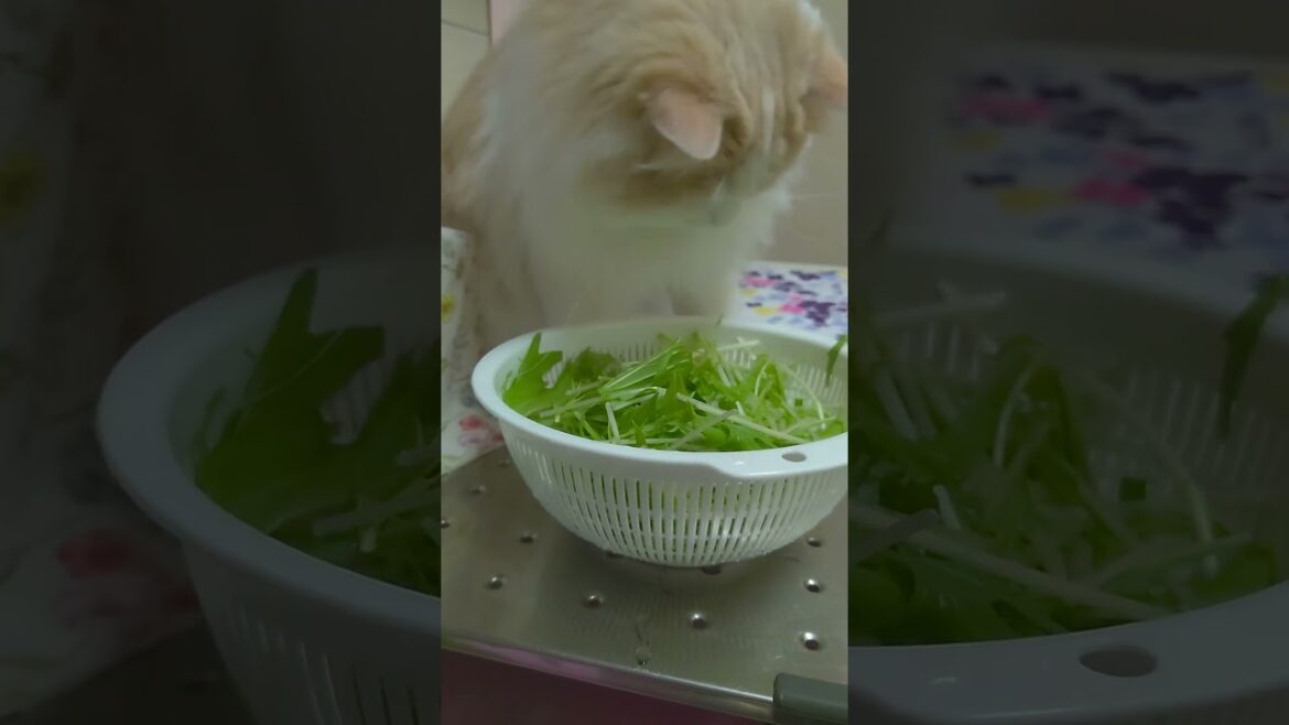 水菜でヘルシーに#大型猫#ラガマフィン