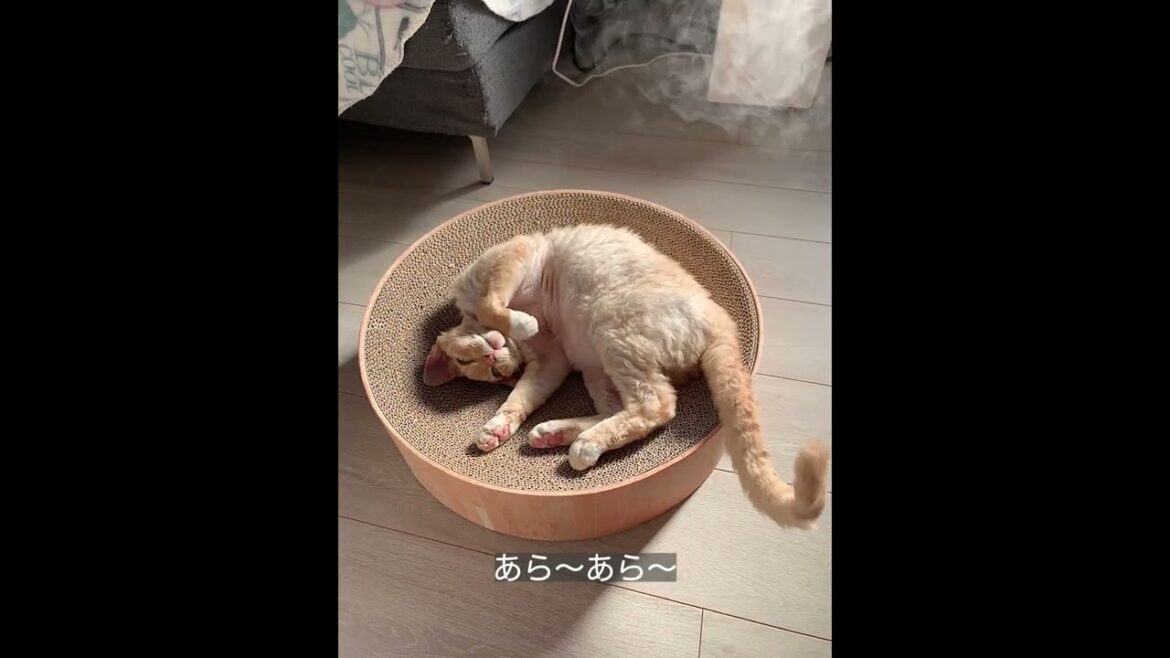サウナに入っているみたいなデボン猫