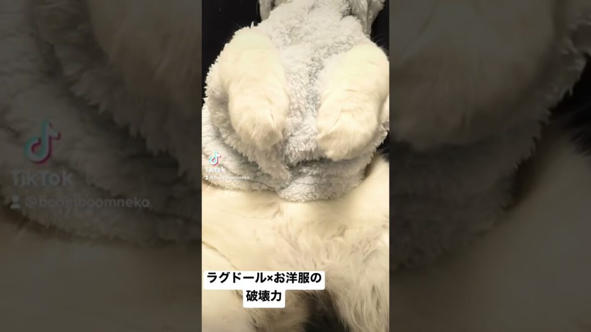 ラグドール×お洋服の破壊力 ラグドール×お洋服の破壊力