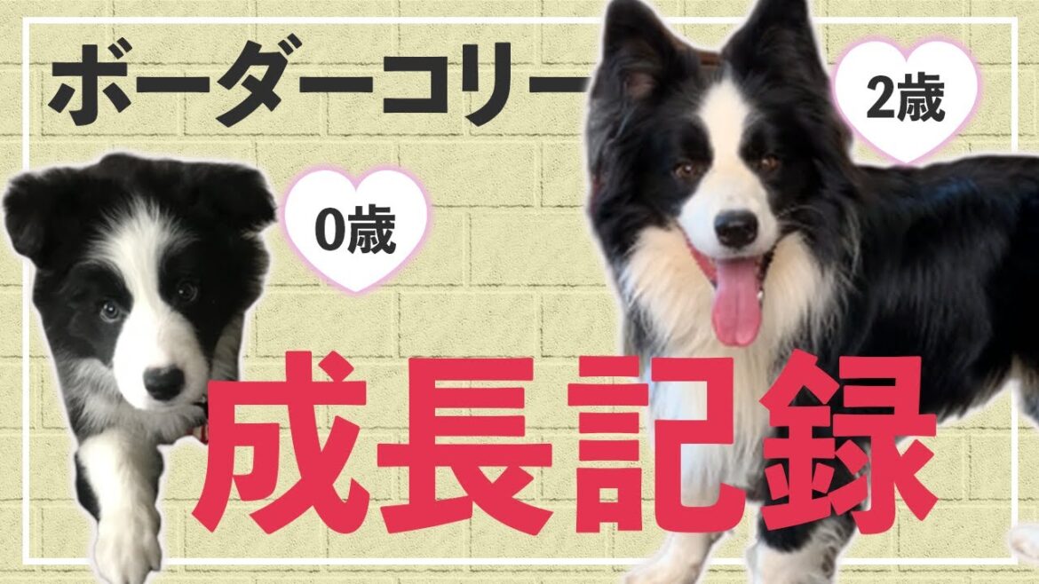 ボーダーコリーの子犬から成犬までの記録/Record of my Bordercollie's growth