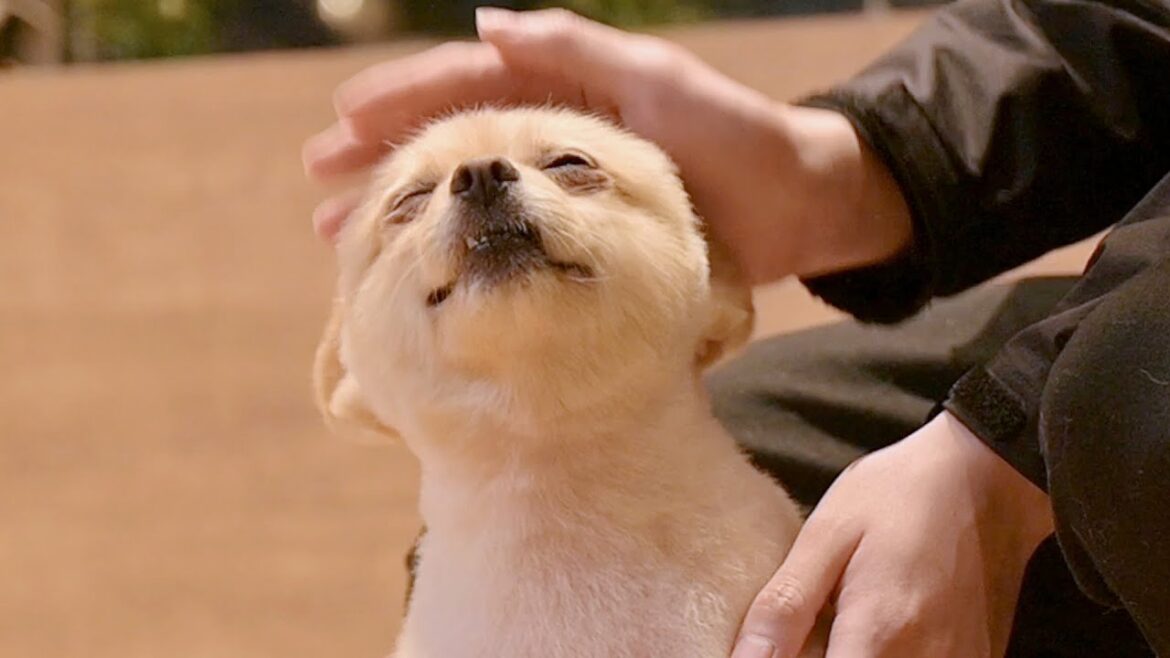 パパがいないとボク困るんです（ポメラニアン トリミング）