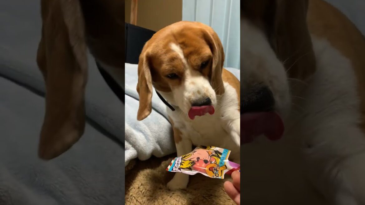 おやつのペロペロキャンディーに興味津々のビーグル犬・・・
