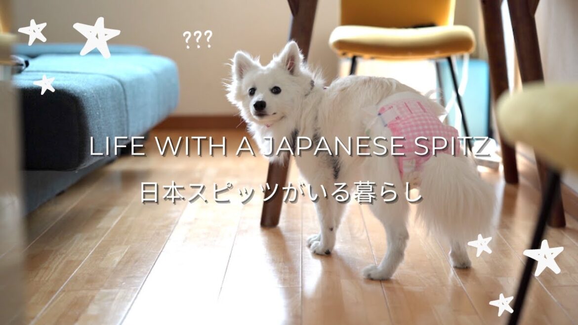 【オムツ生活開始】日本スピッツ初めてのヒート: Doggo's first heat & diaper life