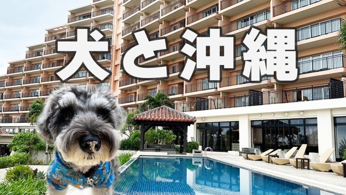 初めて愛犬を連れ沖縄にやってきた！【ミニチュアシュナウザー】