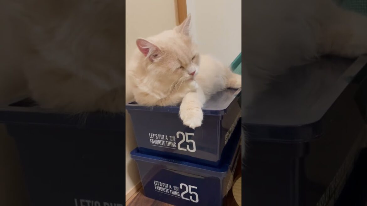 毛繕いをするラガマフィンの猫