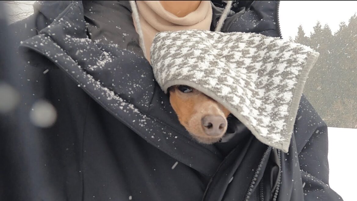 【車中泊】子鹿犬と50代未婚オンナ。初めて行く雪山が猛吹雪でした【ミニピン／元保護犬】