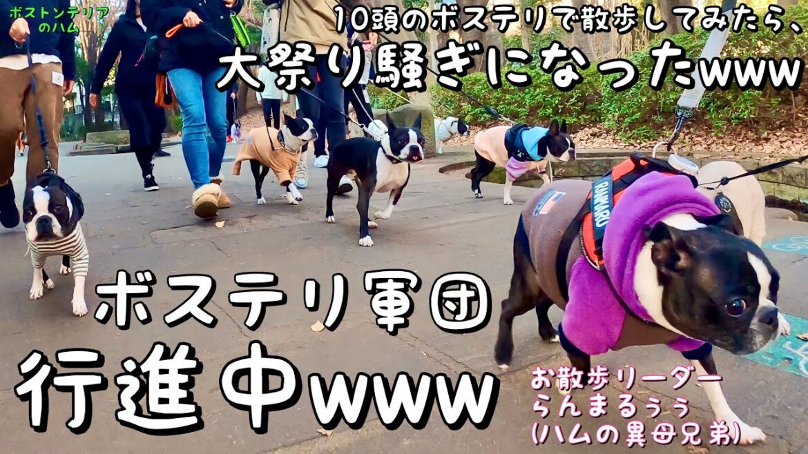 10頭のボステリで散歩に行ったら大祭りになったwww