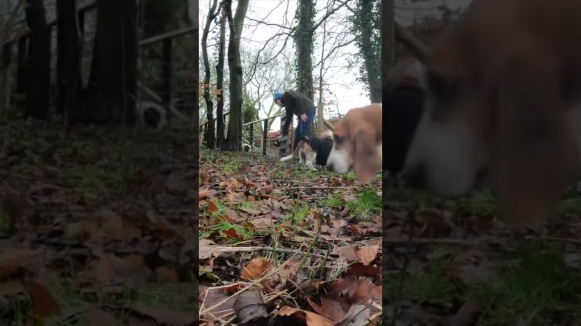 Outa and about #dogs #bassethound