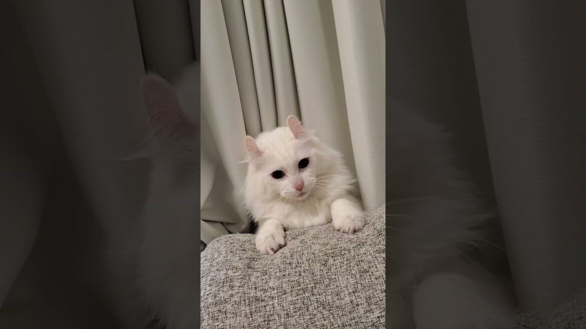 この指とまれ #shorts #猫動画 #アメリカンカール