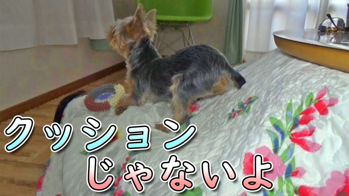 【ヨークシャテリア】休みの日は遊んでもらいたいヨークシャテリア【Yorkshire Terrier】