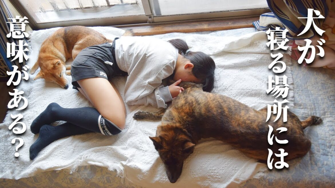 飼い犬に信頼されているかどうか、犬が寝ている場所で分かるって本当！？【甲斐犬・柴犬】