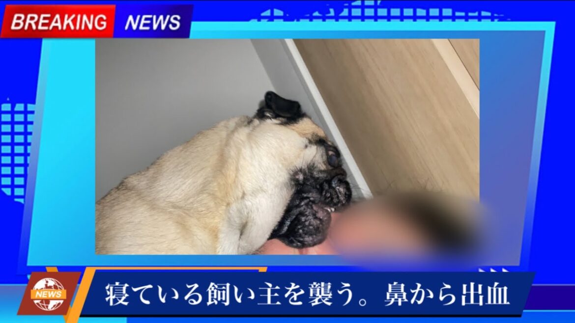 【ニュース】獰猛パグが寝ている飼い主の顔をかじる。