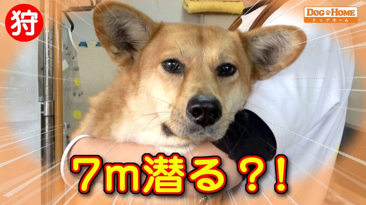 大人しい子：耳に水は入らない？泳げる？【ミックス犬のミコいなりちゃんシャンプー編】　୨୧∵トリミング サロン DOG HOME ドッグホーム∵୨୧