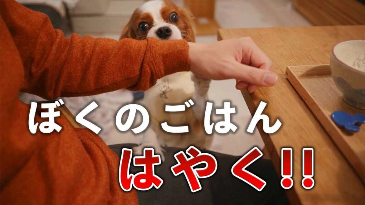 飼い主の晩御飯を邪魔するキャバリアが可愛かった