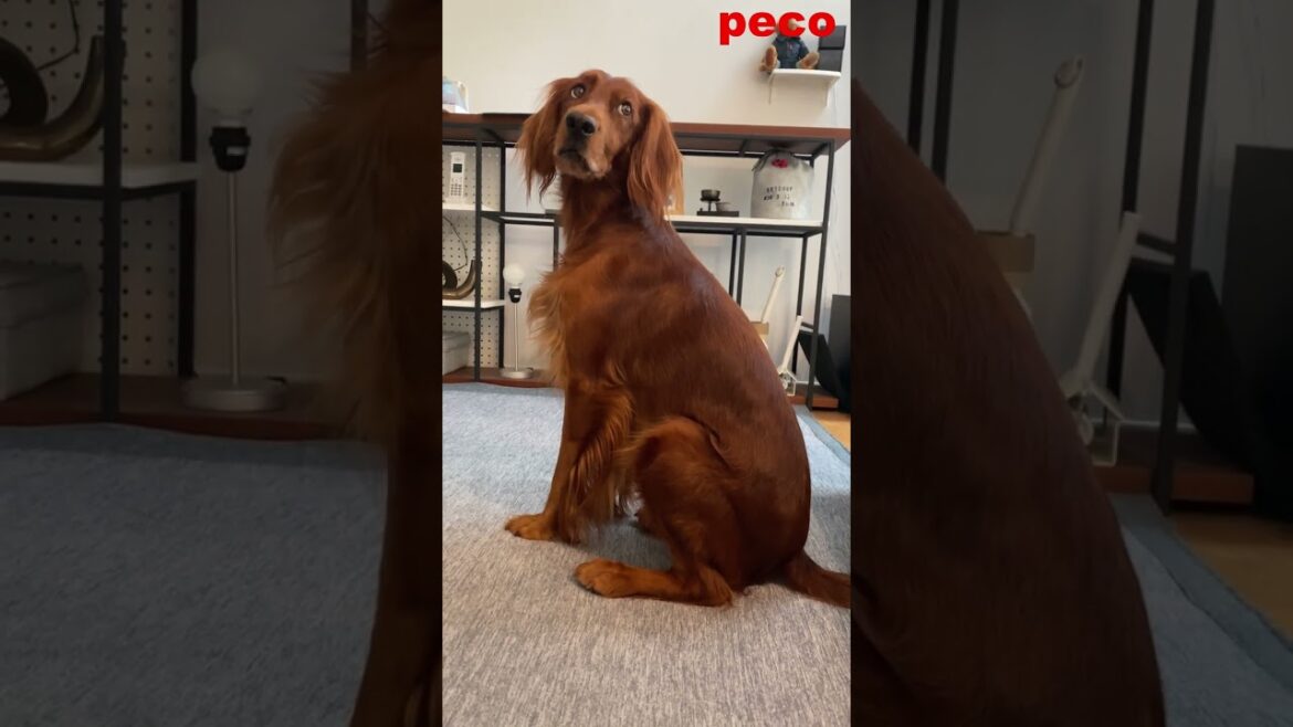 Dig Dug（ディグ・ダグ） #shorts （peco）　アイリッシュセター（アイリッシュセッター） Irish Setter