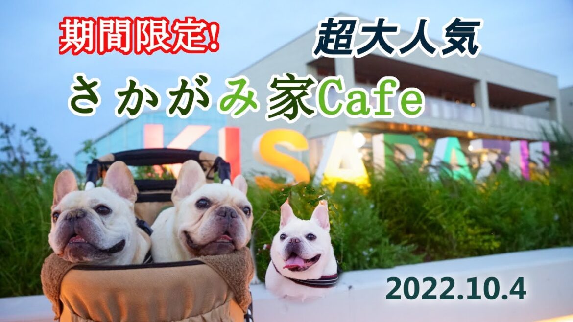 フレンチブルドッグ空＆BOBのおでかけ さかがみ家カフェ