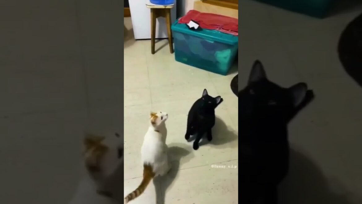 Cute Cats I found on internet part #116  #cat #kitten #cats #trendingshorts #shorts #kitty #funnycat Cute Cats I found on internet part #116  #cat #kitten #cats #trendingshorts #shorts #kitty #funnycat