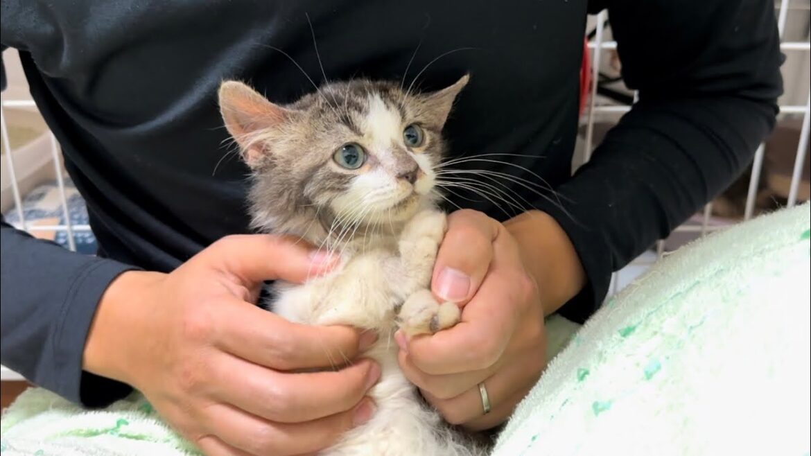 不安だよな。【多頭飼育崩壊から保護されたスコティッシュフォールドの子猫達】