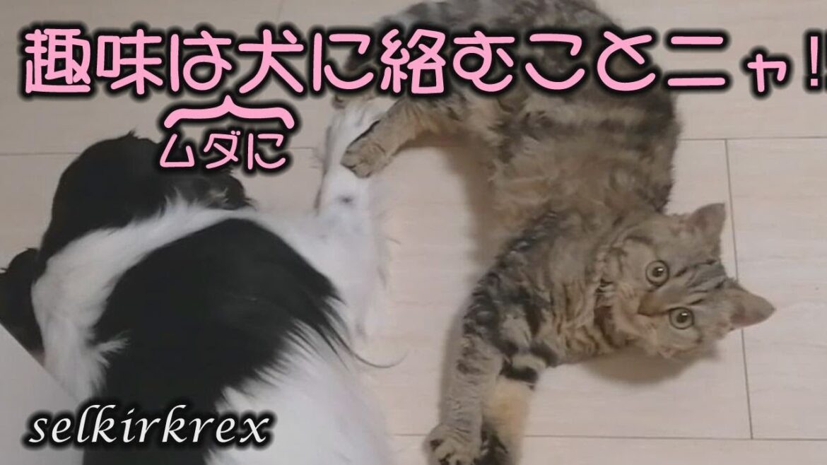 【セルカークレックス】お昼寝中の犬に容赦なく絡む猫【セルカー女子】