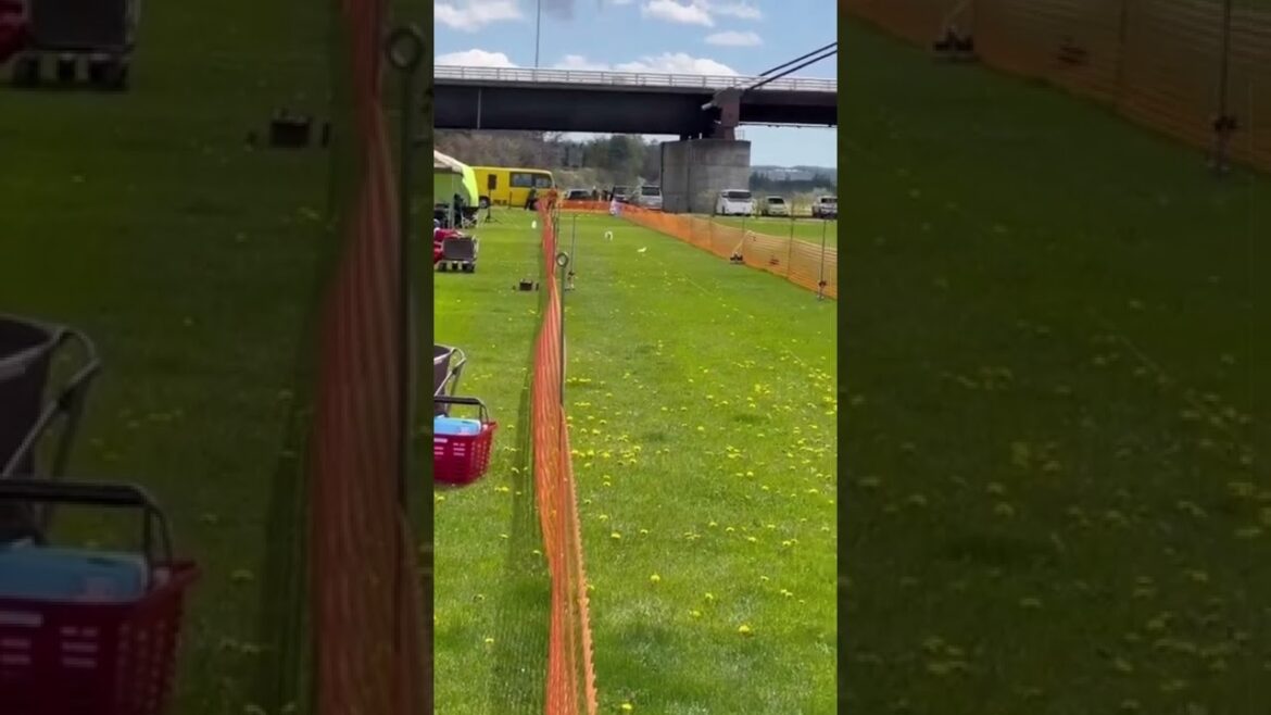 ジャックラッセルテリアのレナ   ルアーコーシングEXスモール90m