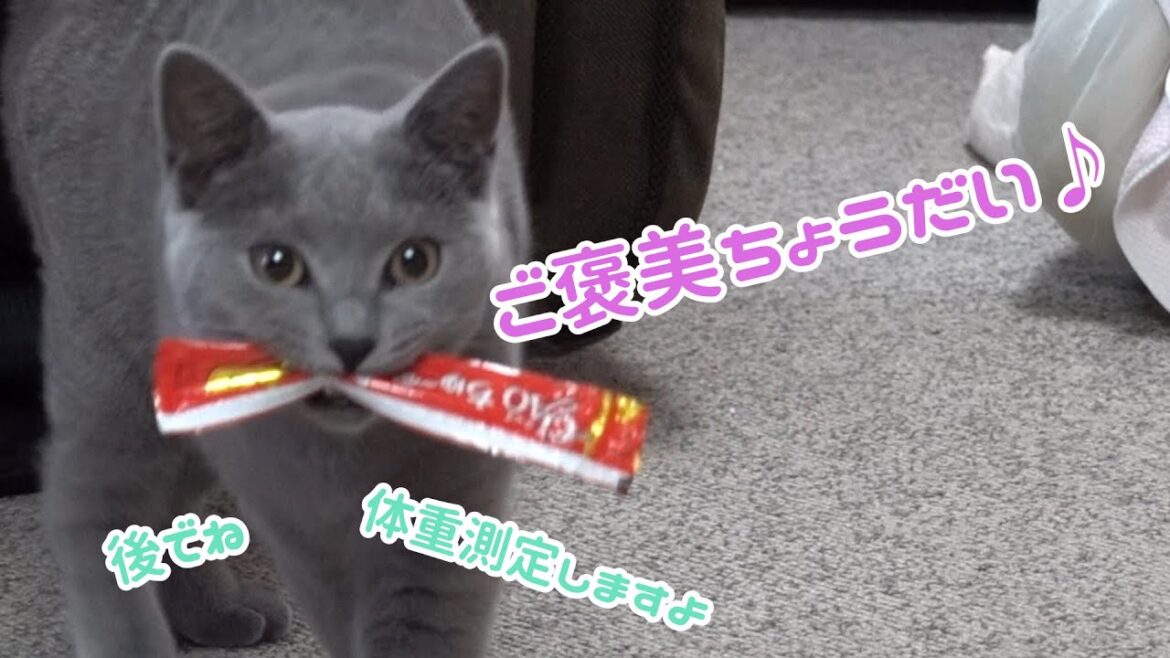 8ヶ月になるシャルトリューの体重計りました【体重測定】           【シャルトリュー】