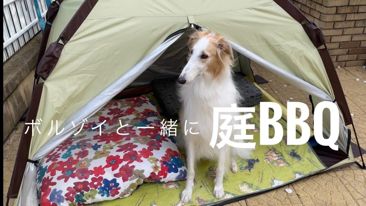 【ボルゾイとダックスと庭BBQ】念願だったBBQ。やっと出来ました！