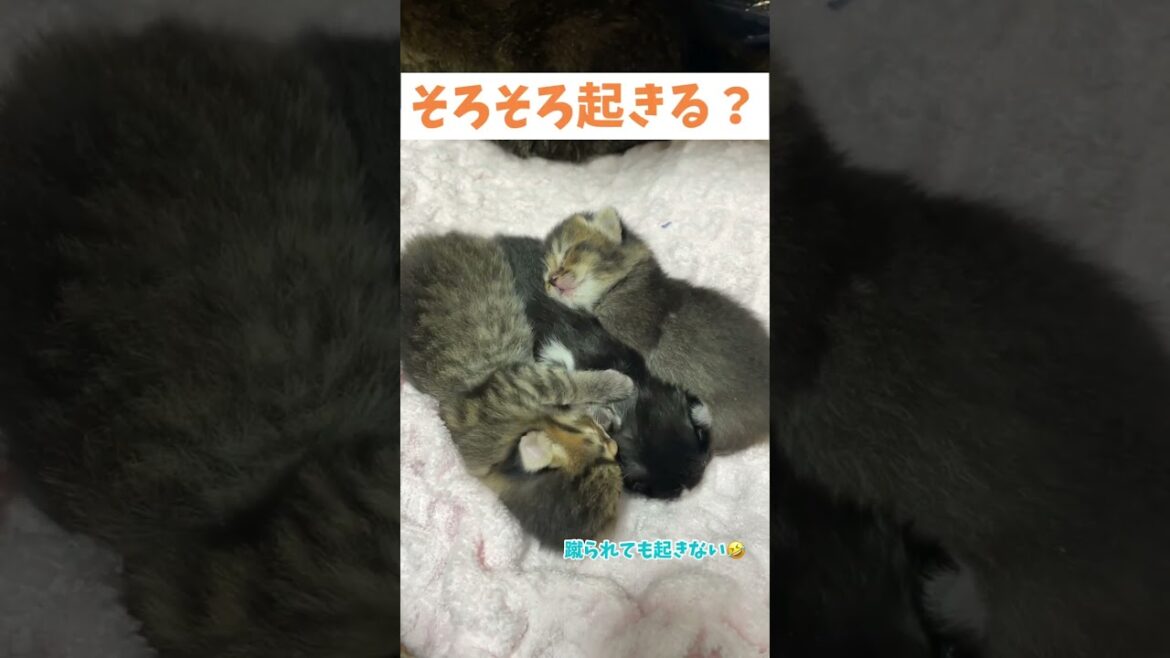 川の字になって寝るそり耳猫たちが可愛すぎた♡#Shorts