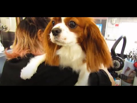 おしとやかなキャバリアキングチャールズスパニエルちゃん|八尾市のペットサロンデューク おしとやかなキャバリアキングチャールズスパニエルちゃん|八尾市のペットサロンデューク