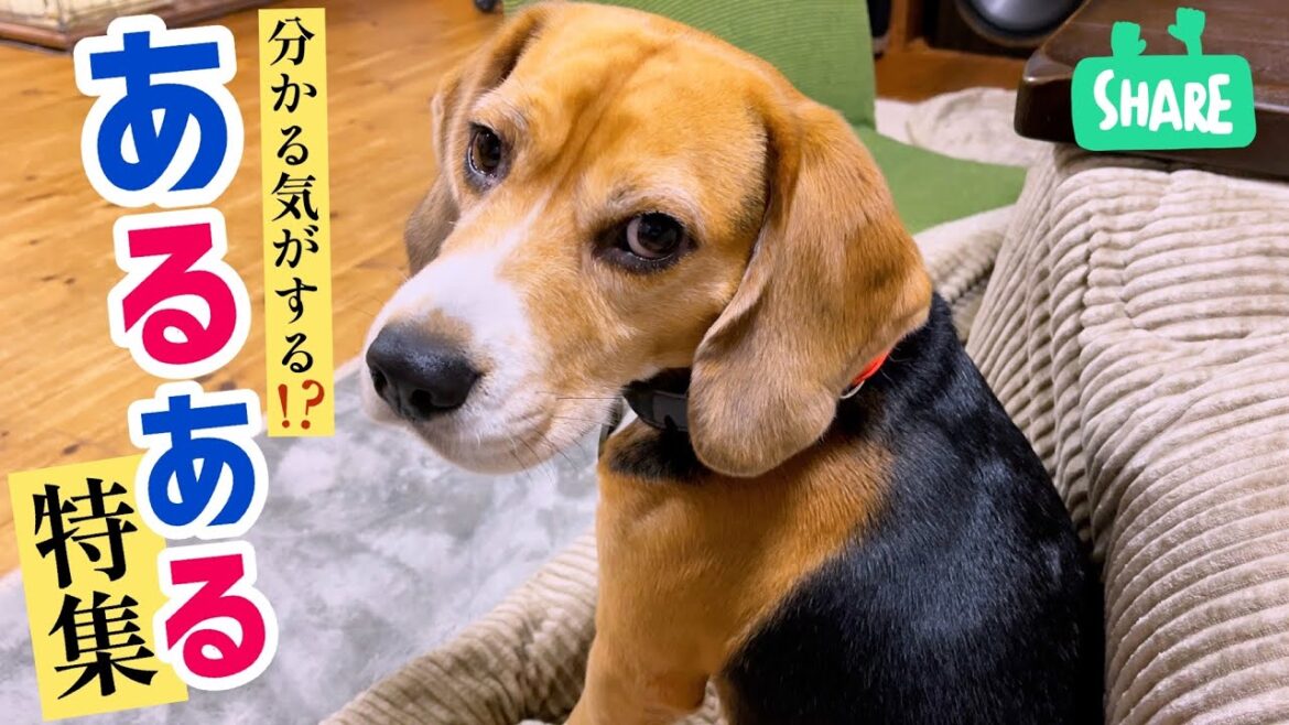 ビーグル犬と　平日のサラリーマン