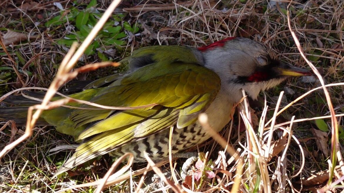瀕死のキツツキを保護しました…放鳥までの軌跡