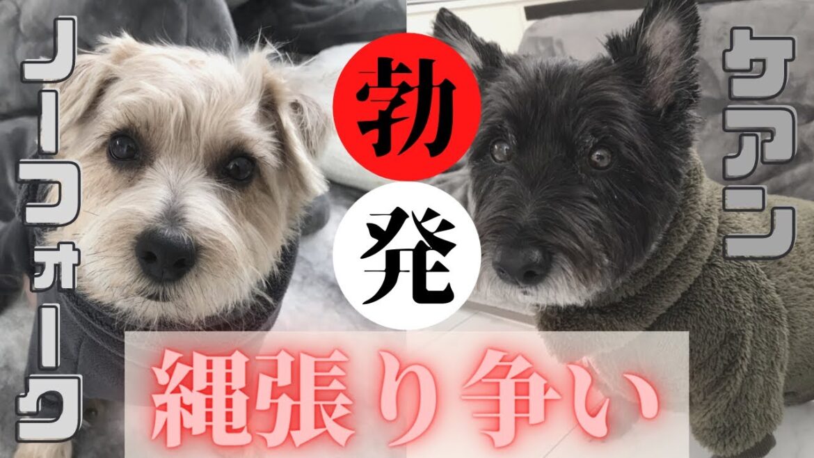 ケアンテリアvsノーフォークテリア！男同士の縄張り争い【こすまつ】2頭飼いの日常　Cairn Terrier vs Norfolk Terrier