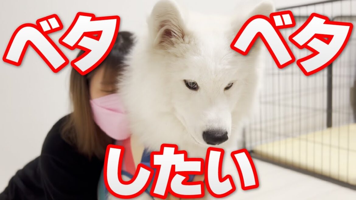 ベタベタしたいママとドライな犬【サモエド】