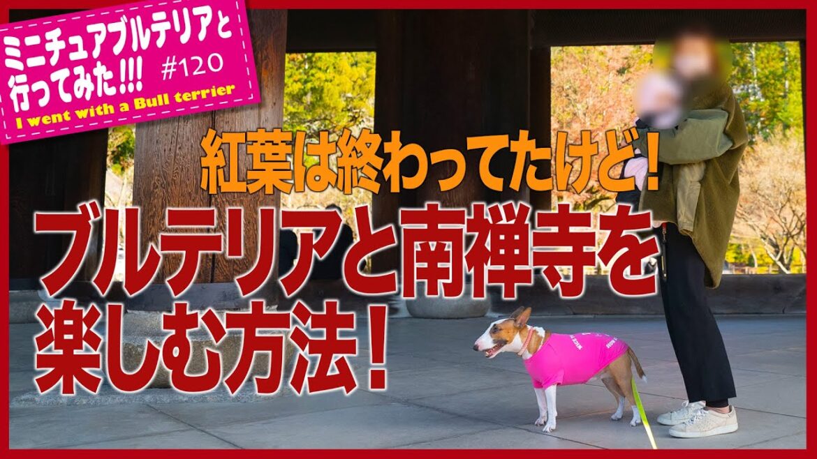 ［ブルテリア］Miniature Bull Terrier  ブルテリアと南禅寺を楽しむ方法 How to enjoy Nanzenji walking with bull terrier