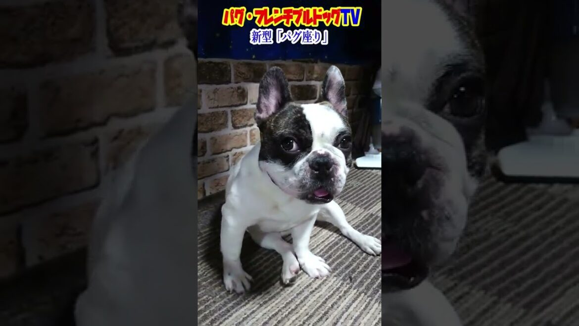 【爆笑】フレブル式 新型「パグ座り」 表情も面白すぎる！ フレンチブルドッグ『ぶーちゃん日記』Frenchbulldog From Japan