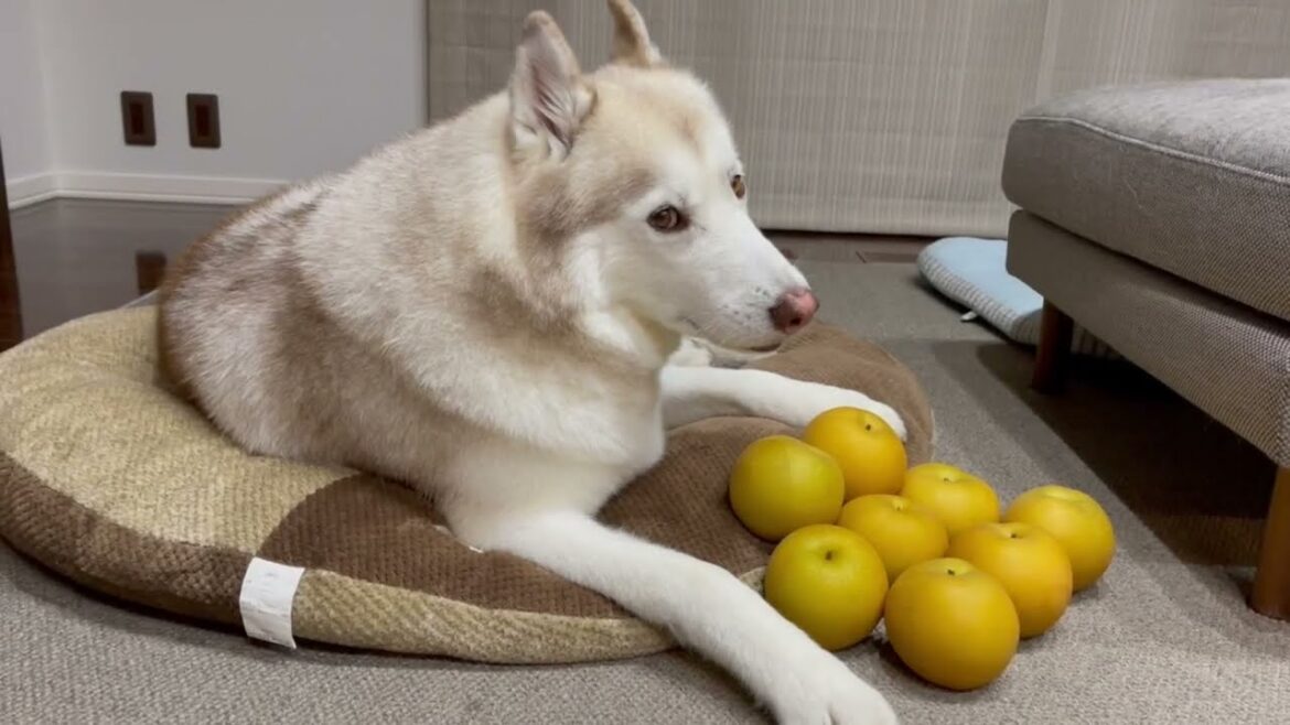 よく喋るシベリアンハスキーと飼い主 よく喋るシベリアンハスキーと飼い主