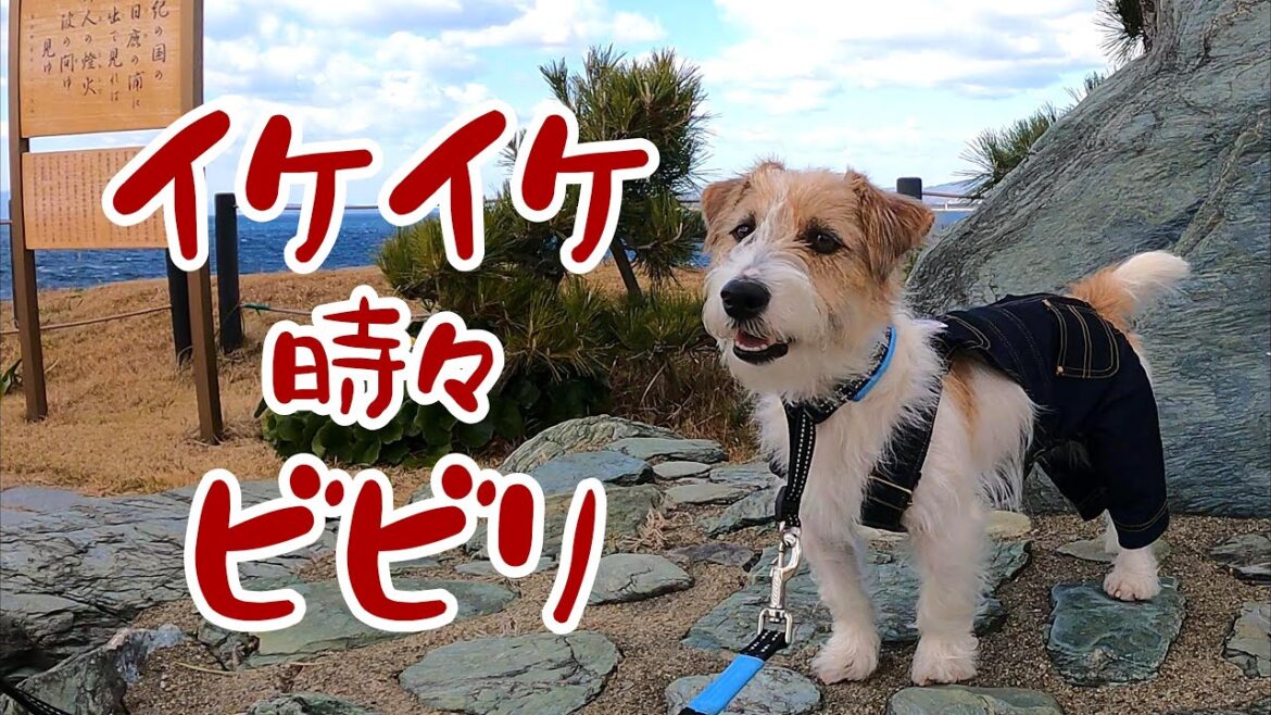【犬連れ】海の庭園でワクワク感とスリルを満喫したジャックラッセルテリア 【犬連れ】海の庭園でワクワク感とスリルを満喫したジャックラッセルテリア