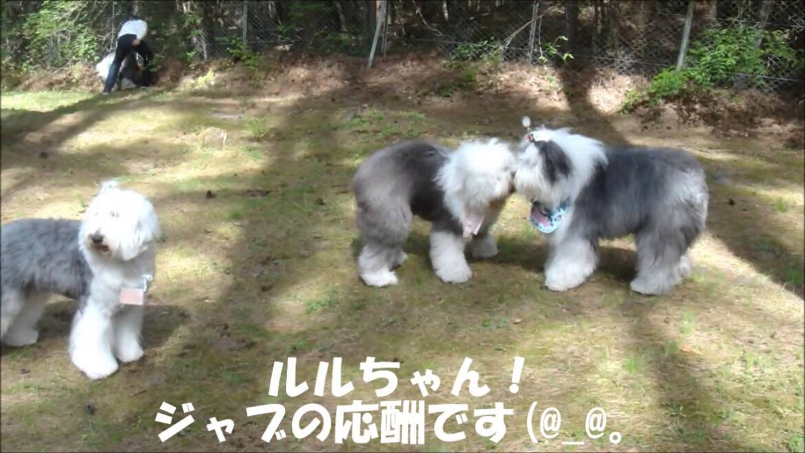 オールドイングリッシュシープドッグのルルちゃんＶＳクオン