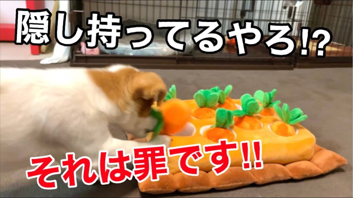 隠し持ってるのは罪です！［しゃべる犬 ジャックラッセルテリア］