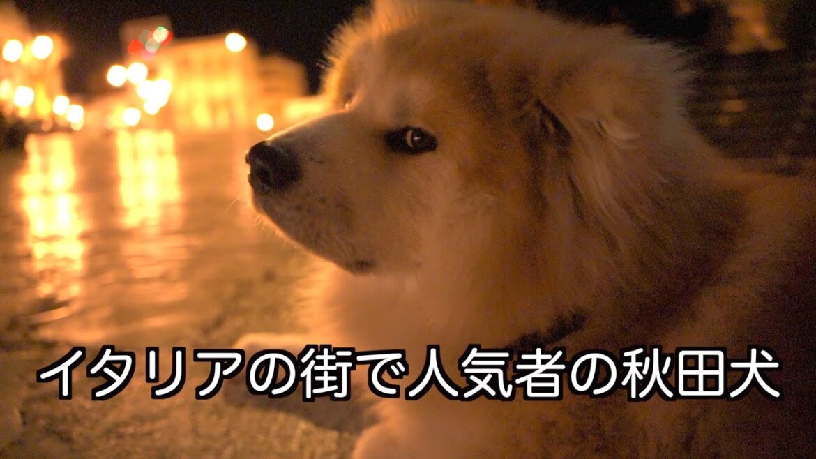 Akita dog "SANGO" in Italy