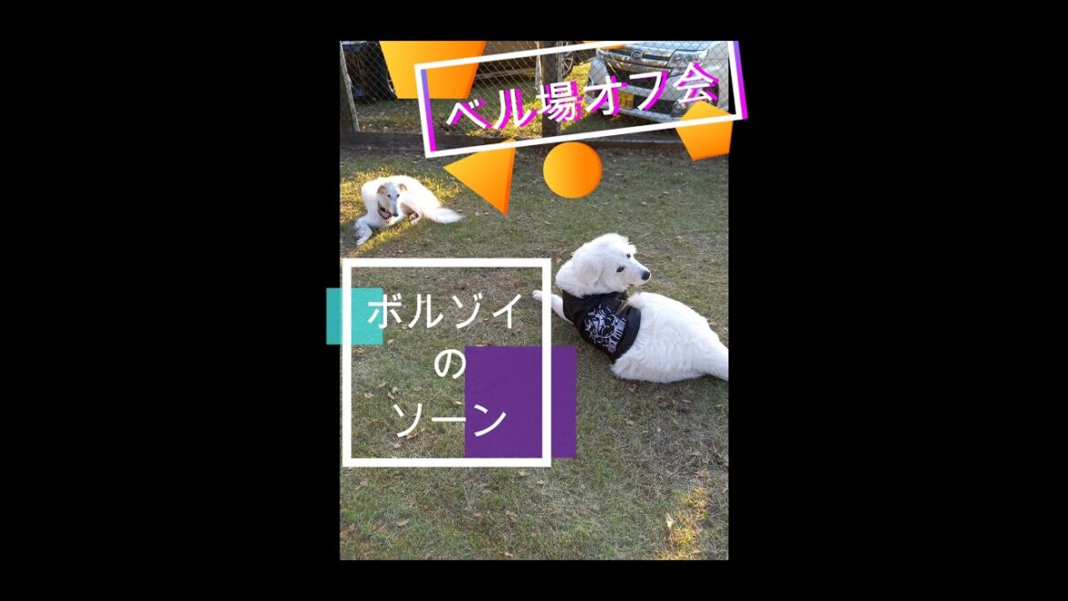 ボルゾイ 犬 の ソーン　ベル場オフ会に参加してきた！！