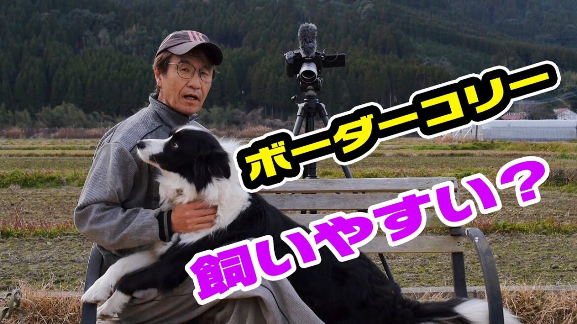 ボーダーコリーを飼いたいと思っている方へ